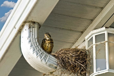 bird on gutter